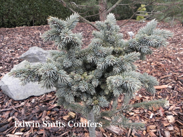 Picea asperata 'Jeff Philips'